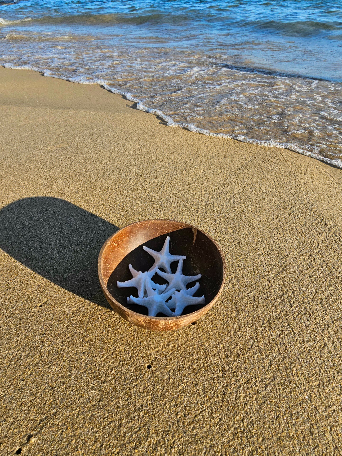 ÉTOILE DE MER | coco
