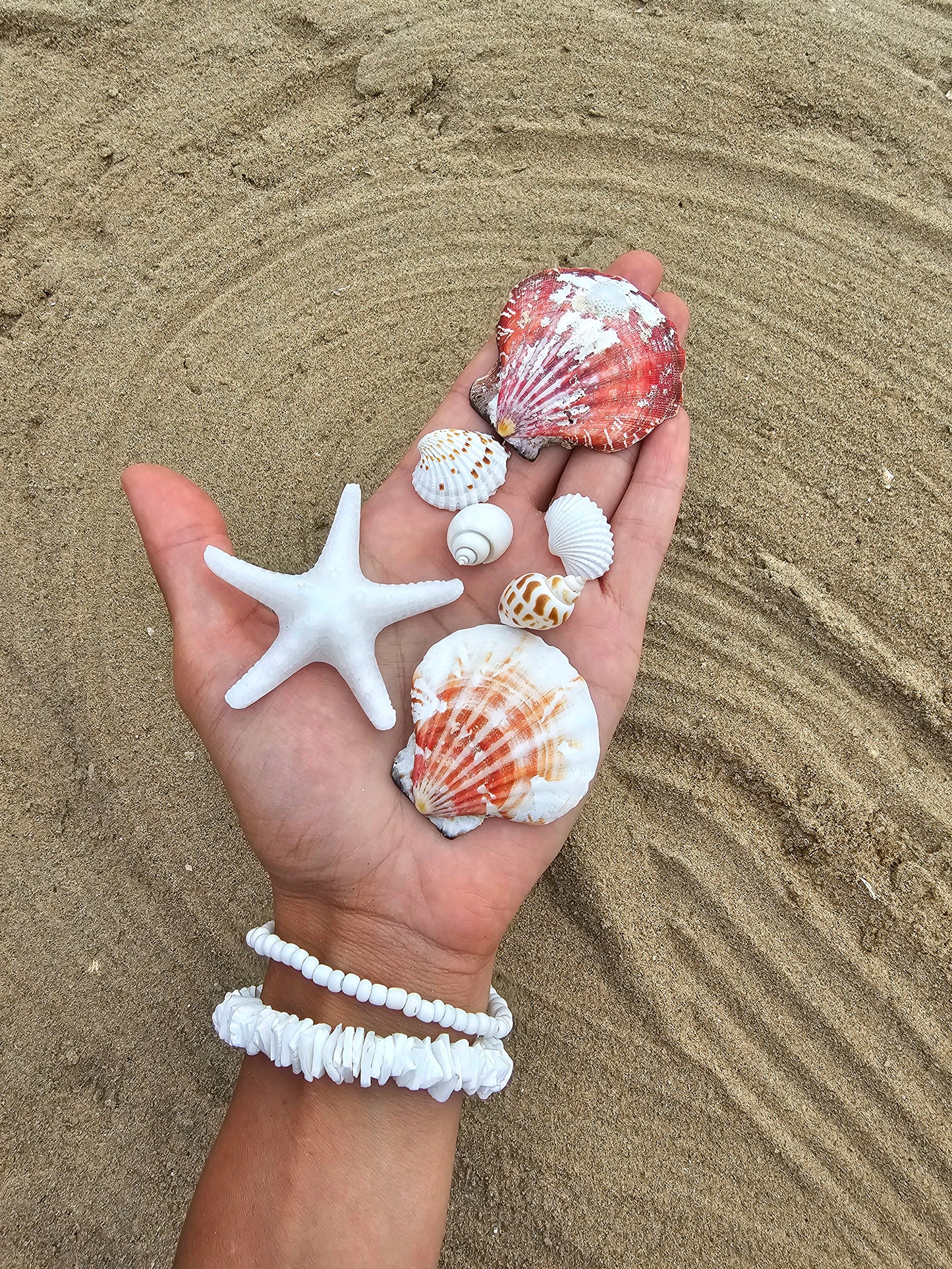 ÉTOILE DE MER | coco