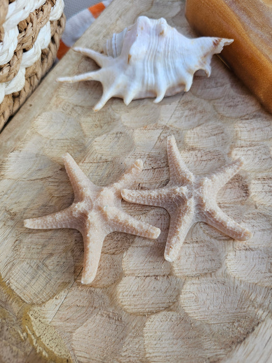 ÉTOILE DE MER | coral