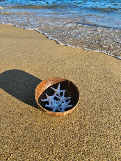 ÉTOILE DE MER | coco