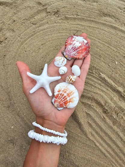 ÉTOILE DE MER | coco